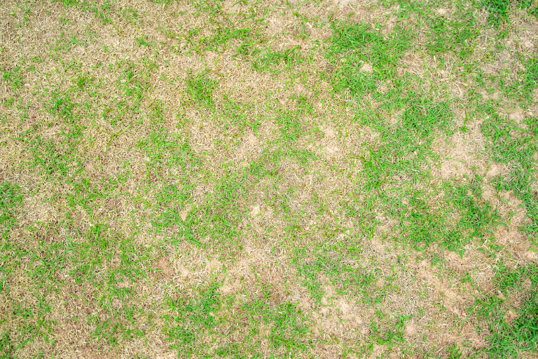 Dull Lawn Mower Blade - Grass Turning Brown After Mowing